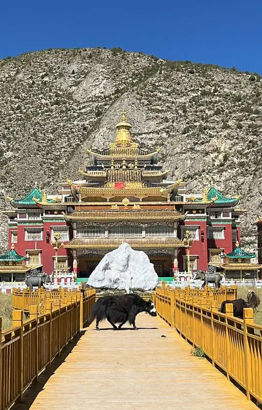 A yak walks on a boardwalk in front of a golden-roofed Chan Buddhist temple on the China Tibetan Plateau.