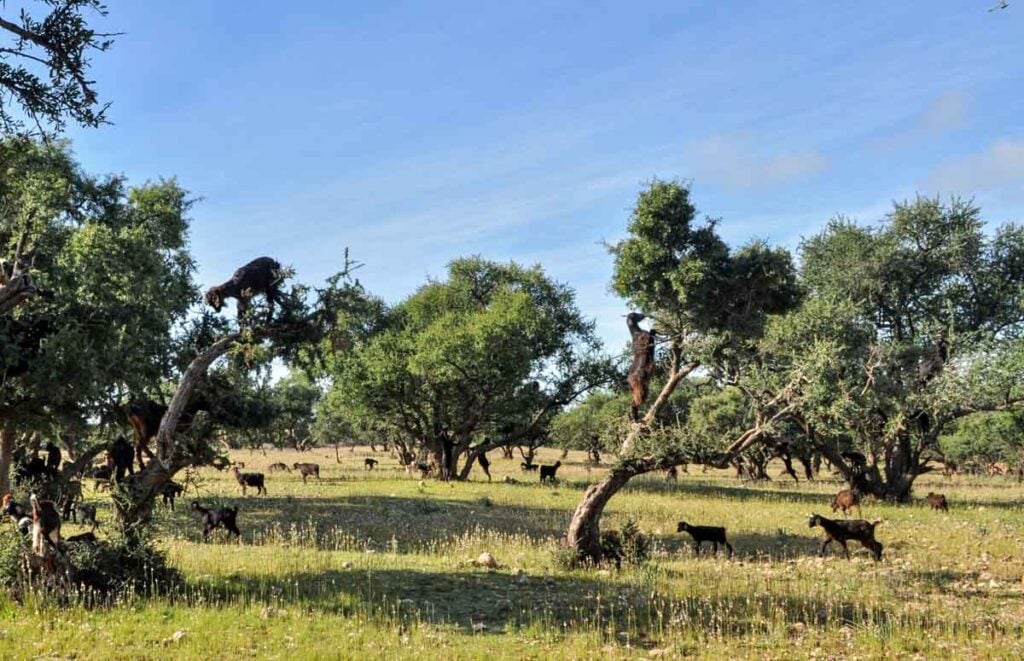 Goats climbing Argan trees near Agadir in Morocco.
The trees are green and leafy with a blue sky in the background
