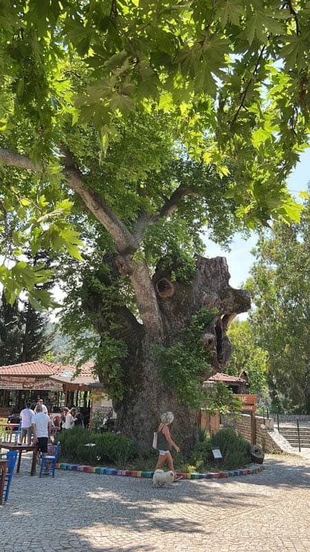 A woman walks a small dog past a massive, ancient plane tree with a hollowed trunk resembling a creatures head in an outdoor